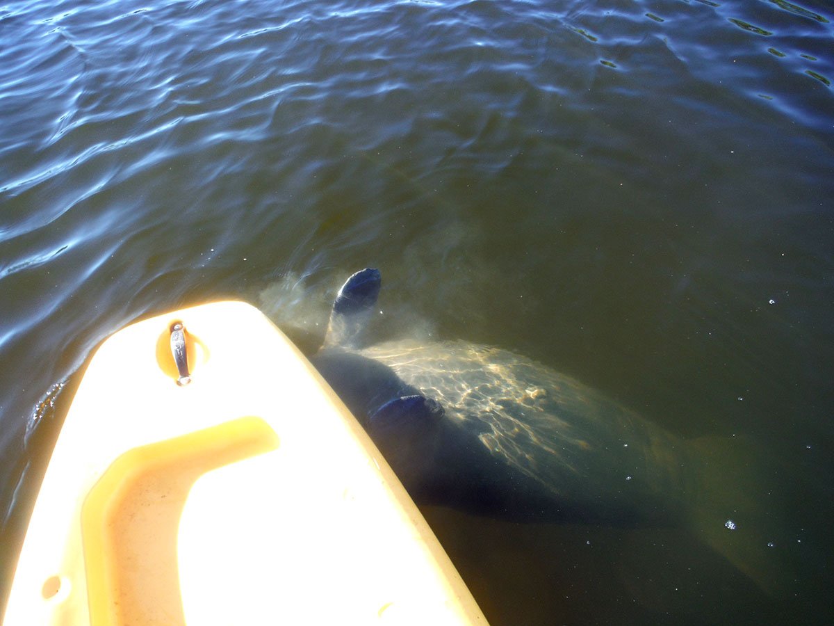 canoe and kayak rentals in fort myers beach