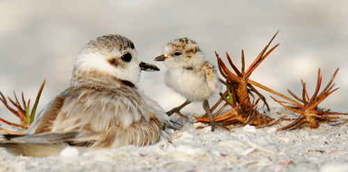 Lovers Key State Park