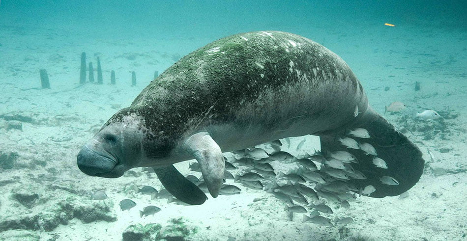 West Indian Manatees