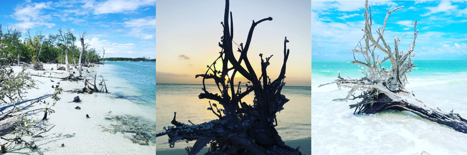 Delight in the Eerily Beautiful Driftwood of Lovers Key