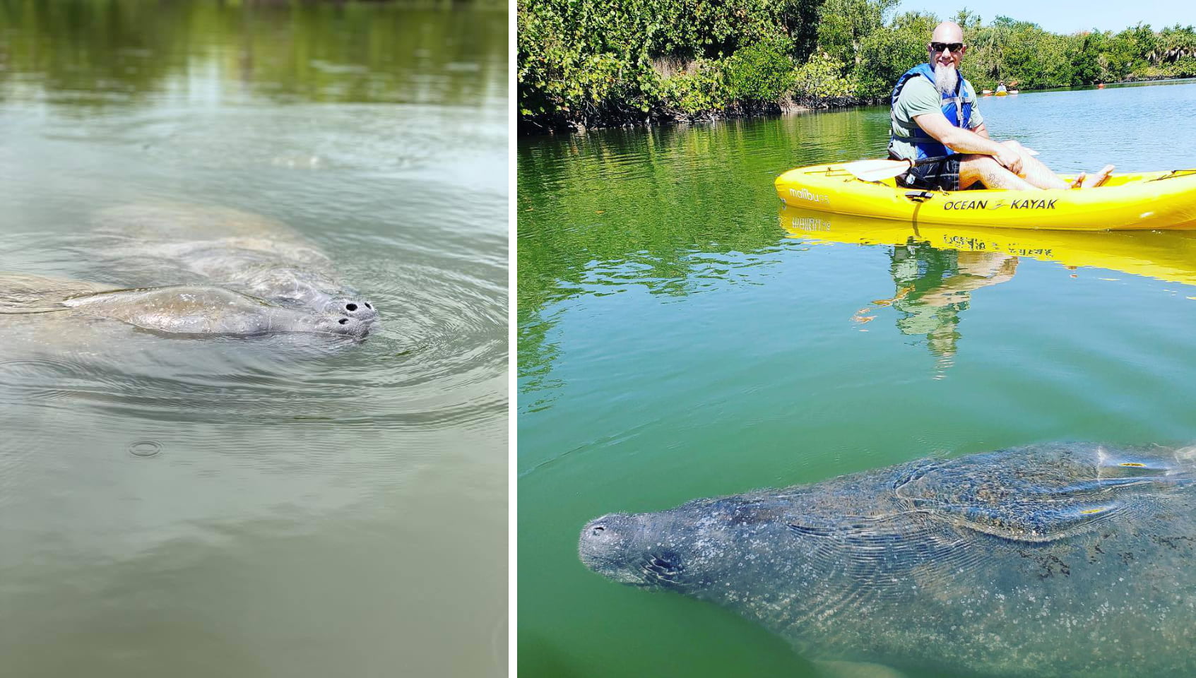 Lovers Key Adventures: Fun Facts About Manatees