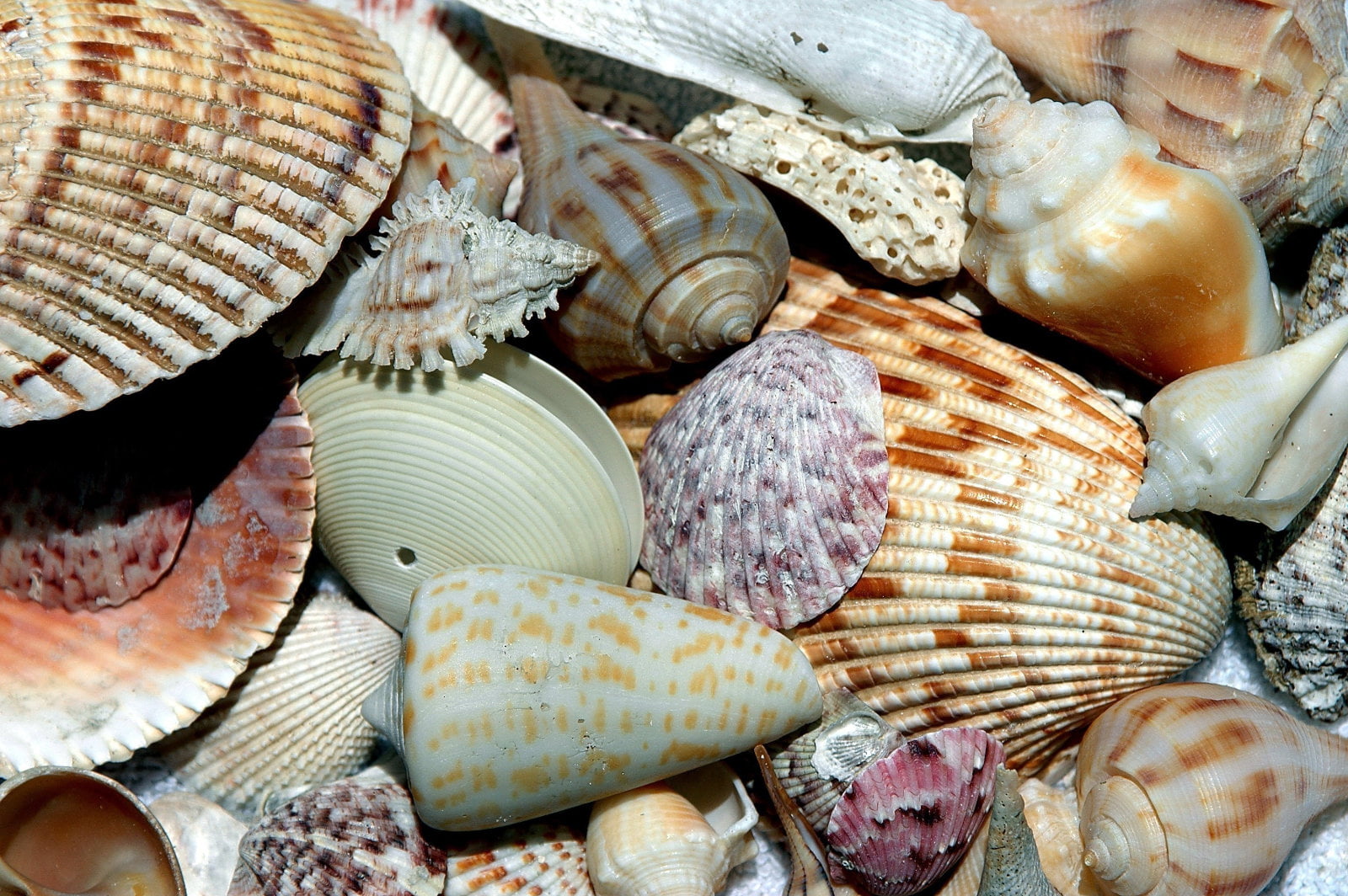 Shelling Guide in Lovers Key, Florida.