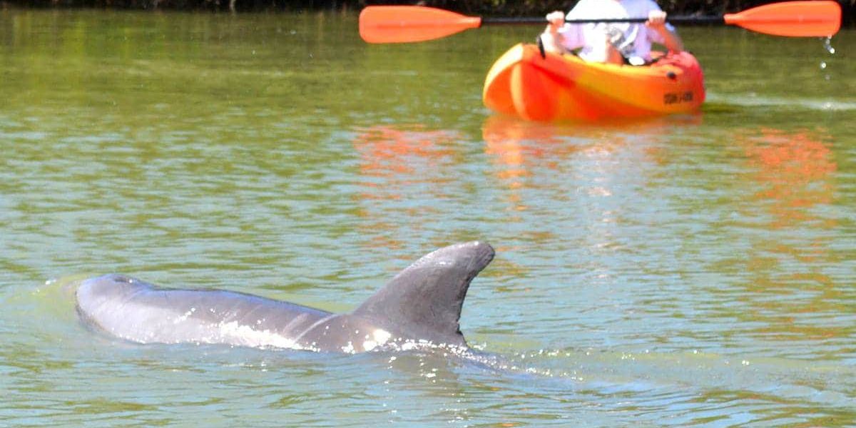 3 Reasons to Try Kayaking or Canoeing in Lovers Key, Florida