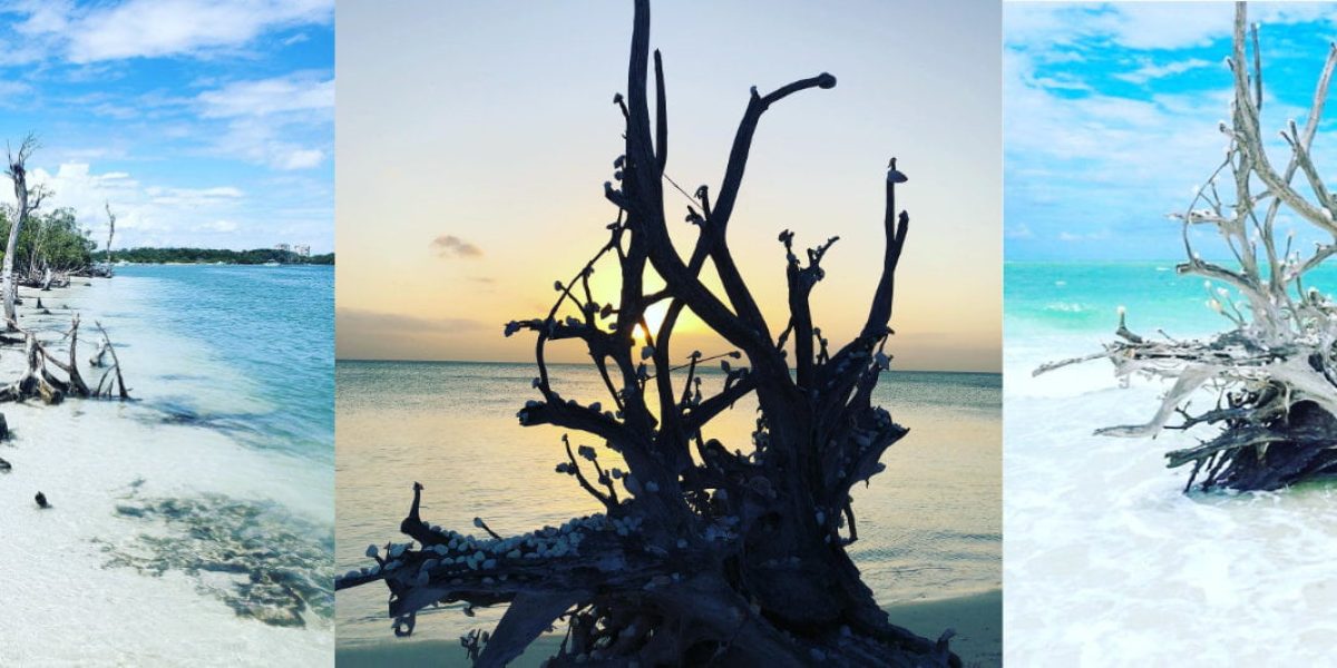 Delight in the Eerily Beautiful Driftwood of Lovers Key