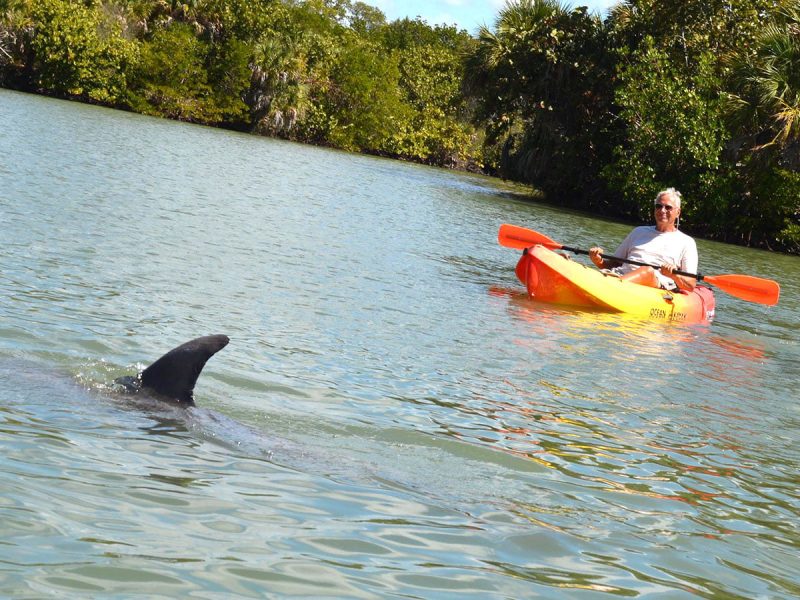 Dolphin Spotting Fort Myers Beach