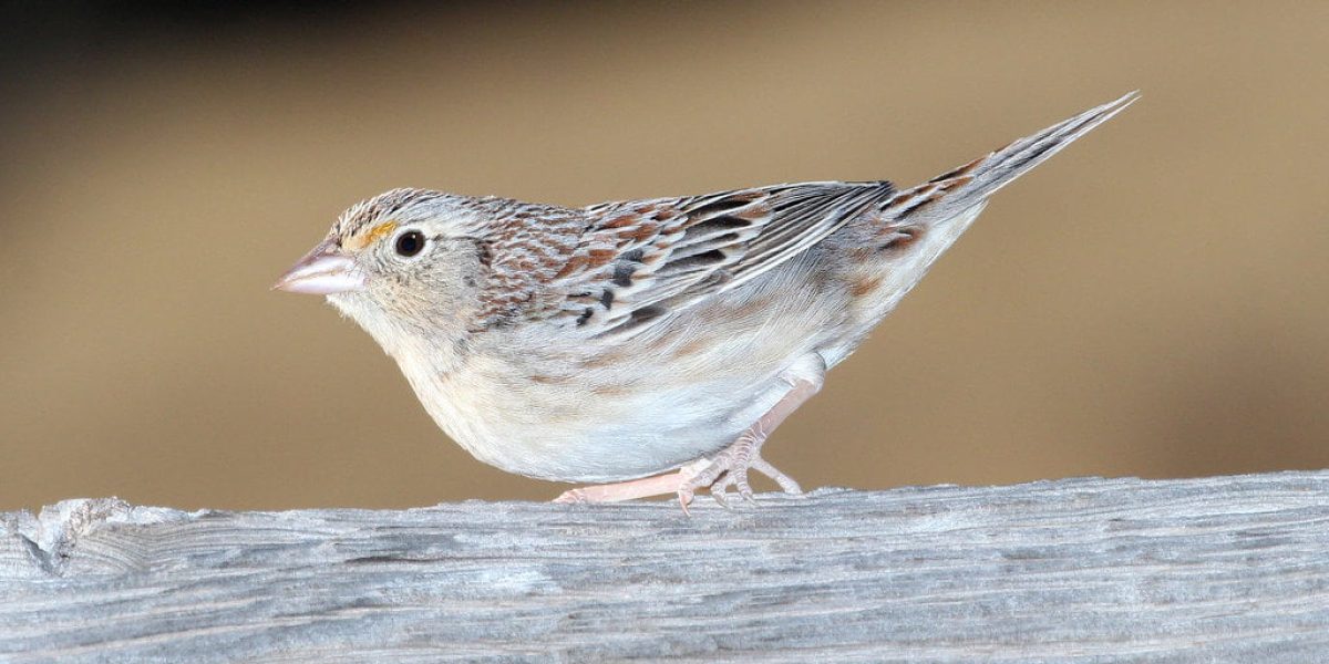 Grasshopper Sparrow