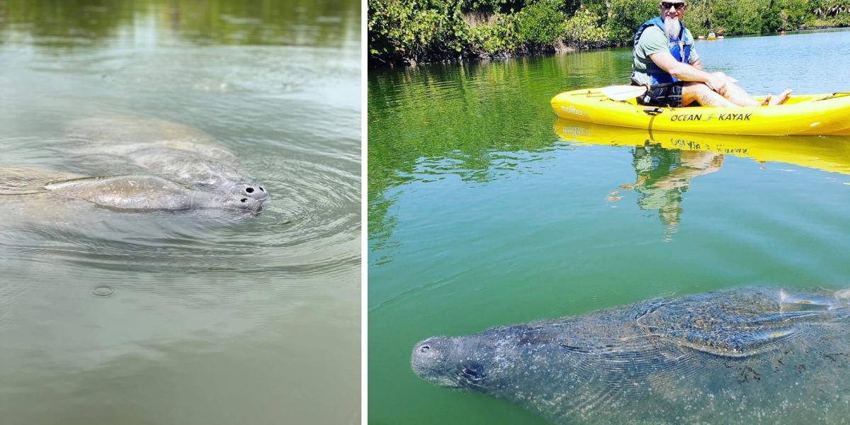 Lovers Key Adventures: Fun Facts About Manatees