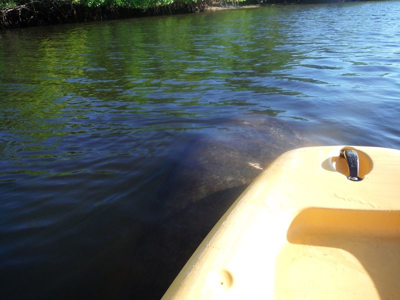 Manatee-Spotted-from-Paddleboard