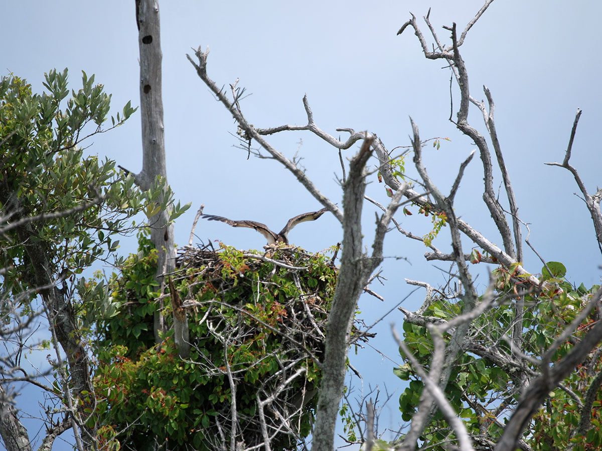 Ospreys Nesting at Lovers Key State Park