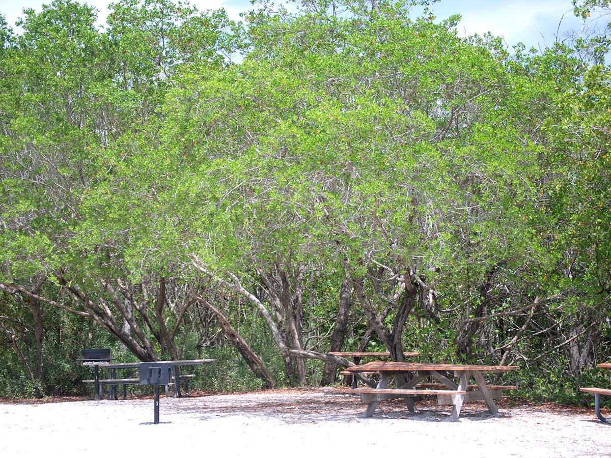 Picnic and Barbeque Spots Near Florida Beaches