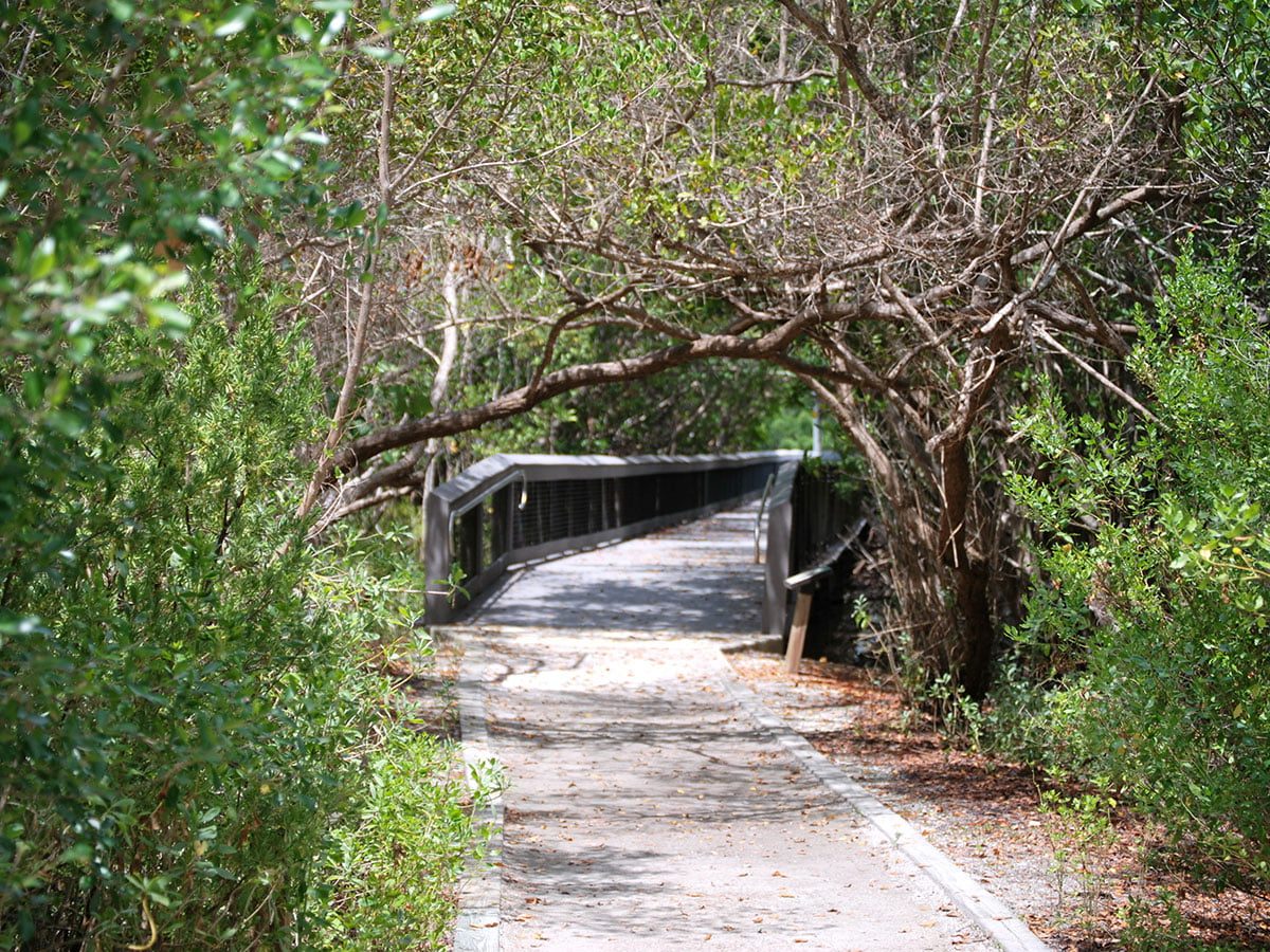Scenic Florida Pathway Through Trees and Mangroves
