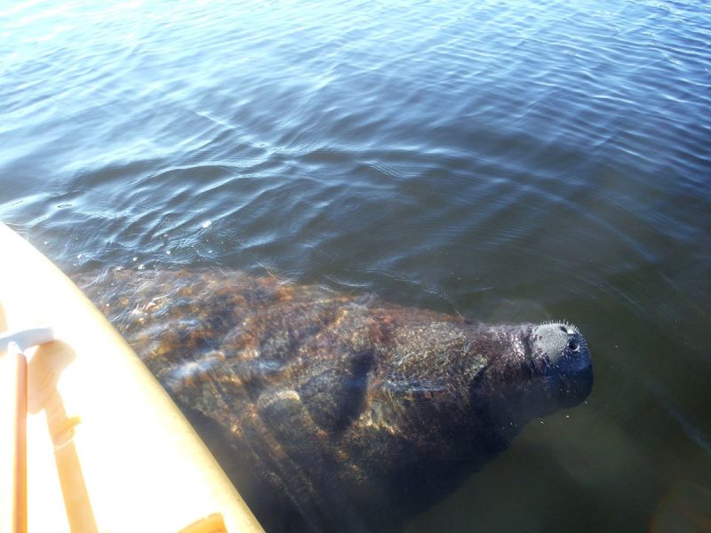 The-joys-of-paddleboarding