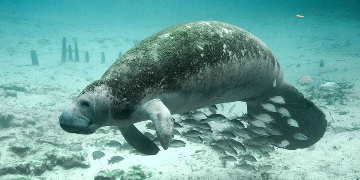 West Indian Manatees