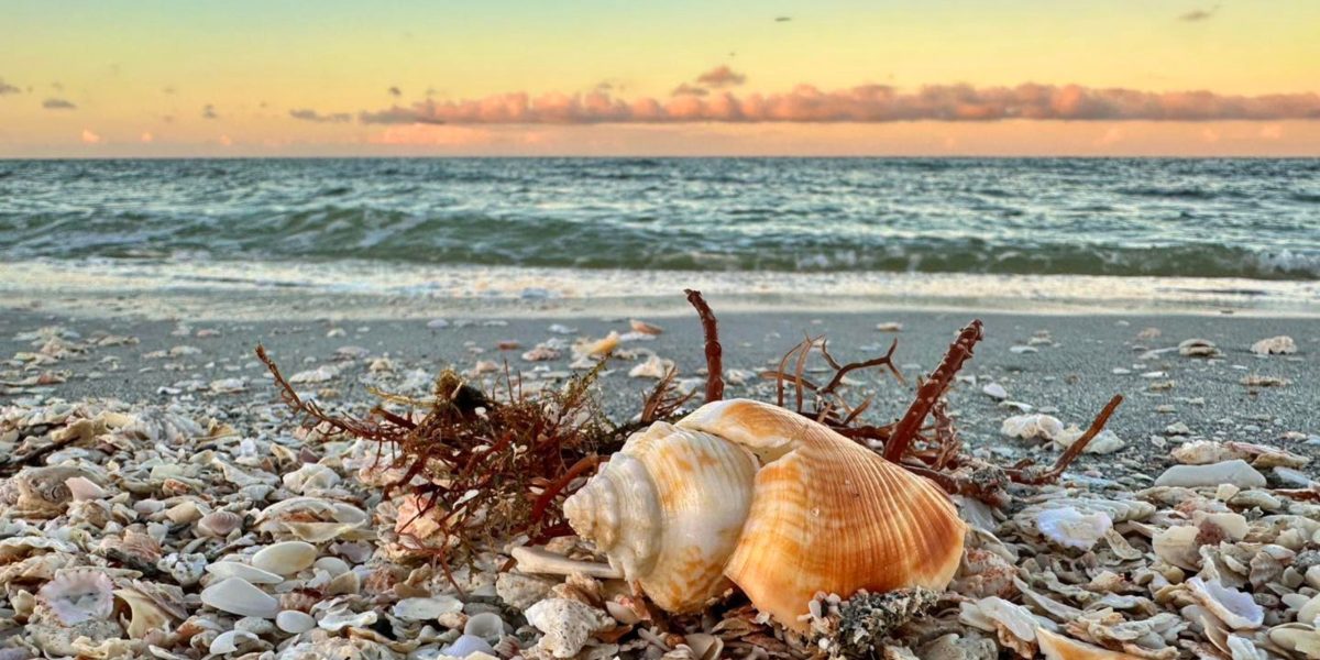 What You Need to Know About Collecting Seashells in Lovers Key Florida