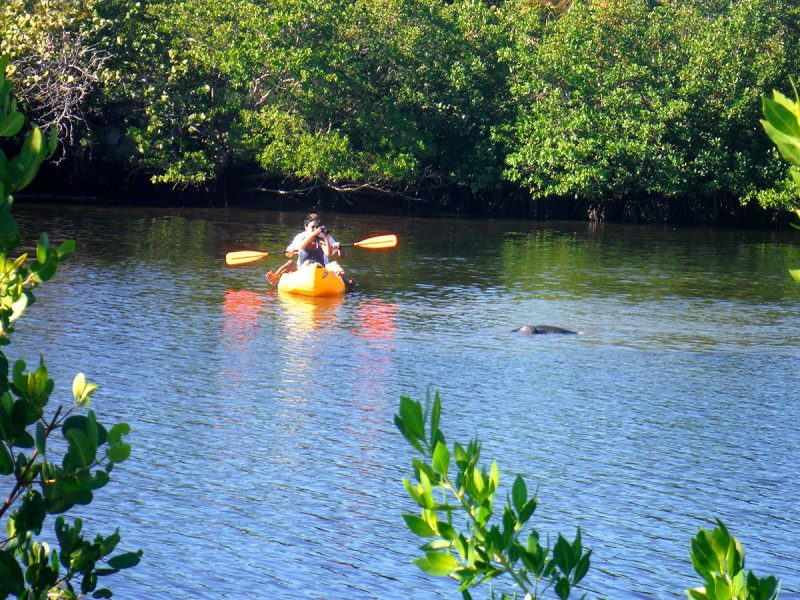 Where to See Manatees Florida