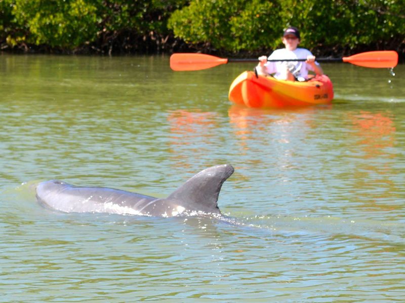 Where to see dolphins Fort Myers Florida