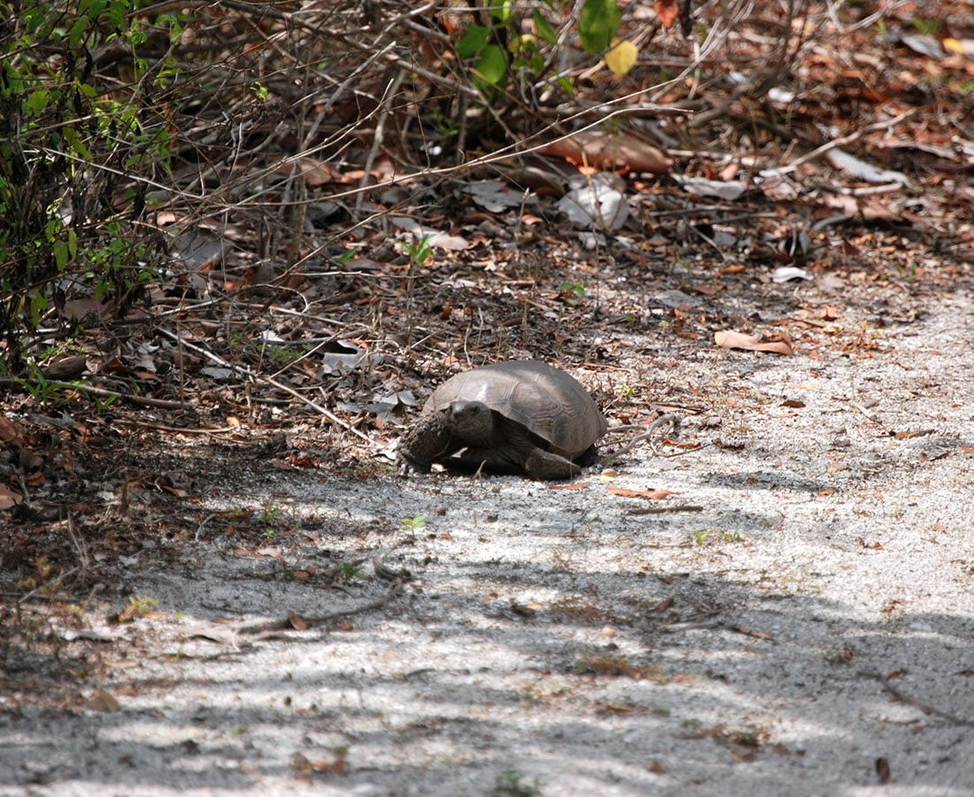 Wildlife Viewing in Lovers Key