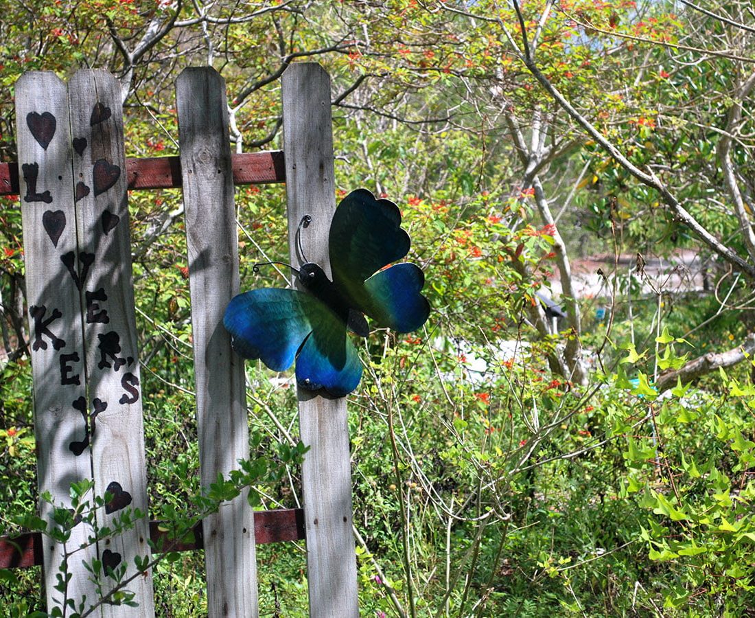 Wildlife and Butterfly Spotting in Southwest Florida