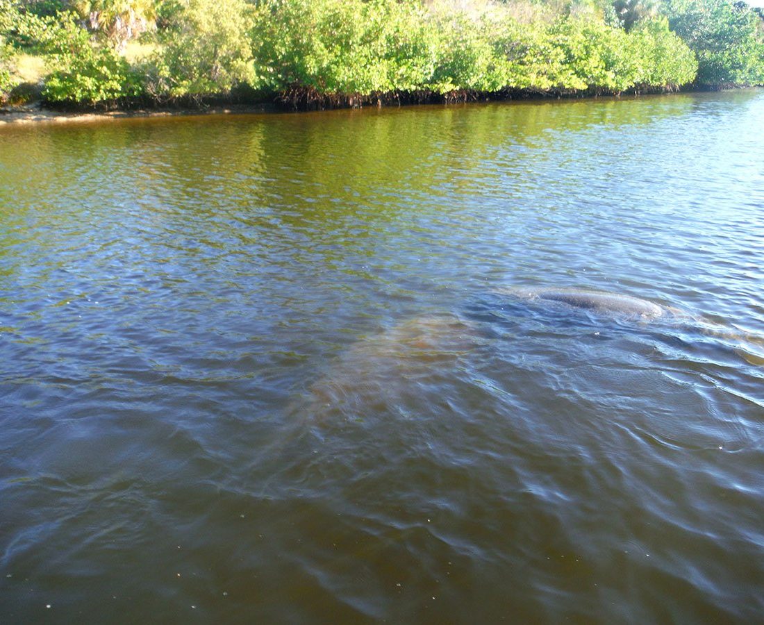 florida-manatees