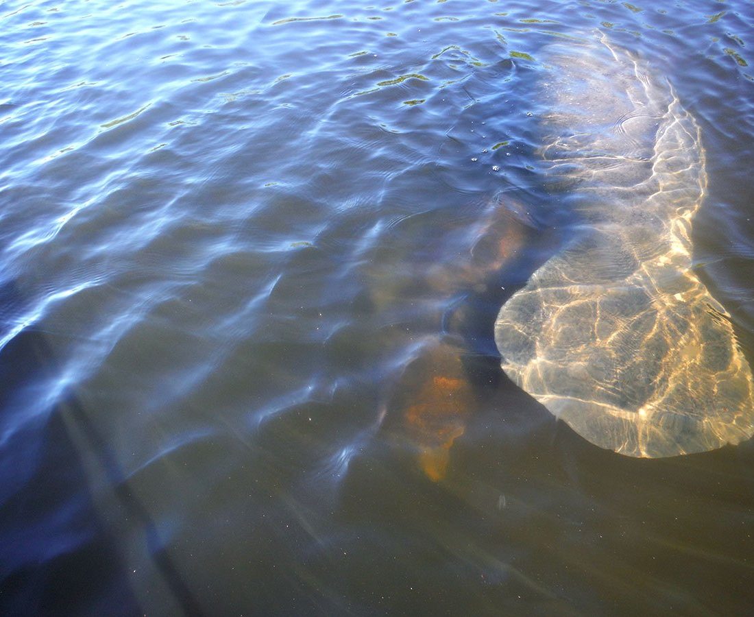 manatee-spotting