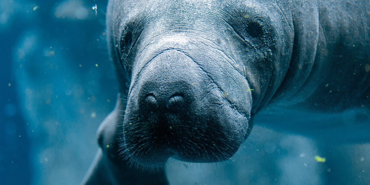 manatee-viewing-guidelines-safely-getting-up-close-and-personal
