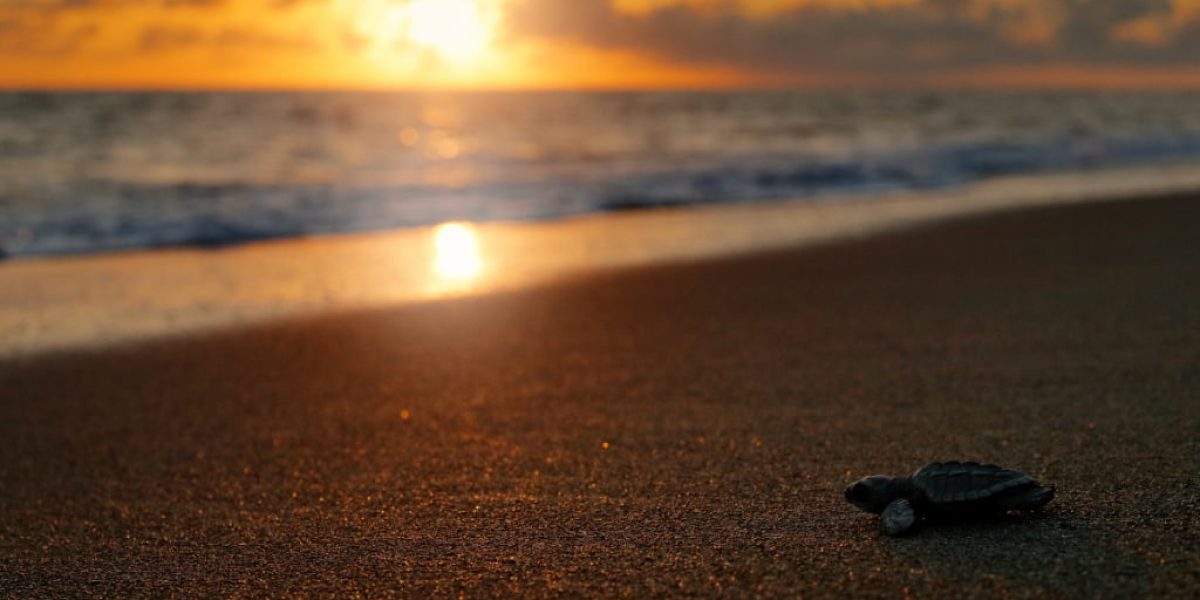 Loggerhead Sea Turtle, Caretta caretta, evening birth on the sand beach, Corcovado NP, Costa Rica. First minute of live, small turtles running to the sea water. Young tortoise born in wild, sunset.